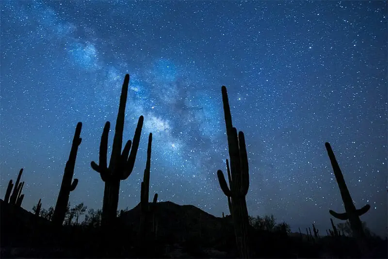 Cacti in the night