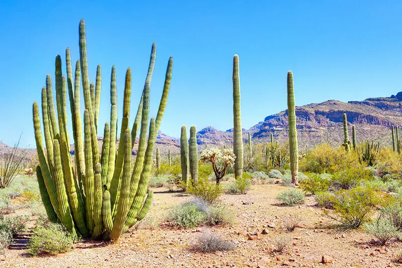 Cacti in the desert