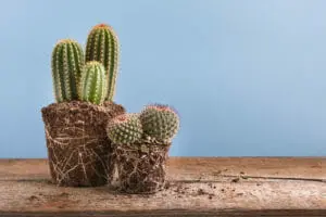 Cacti with open roots outside their pots
