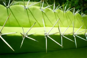 cactus thorns close-up