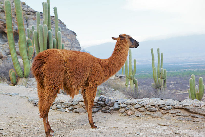 llama near cacti in bolivia
