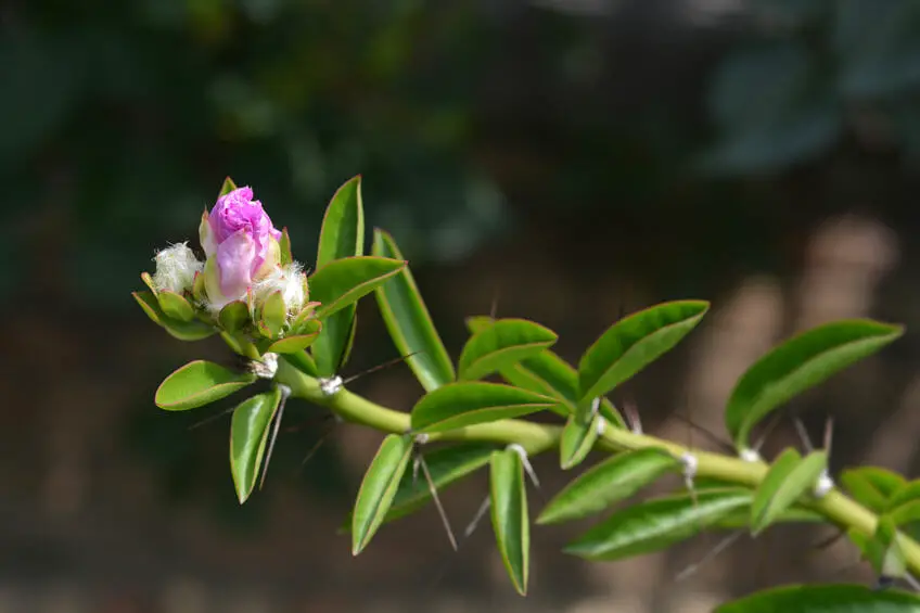 Rose cactus