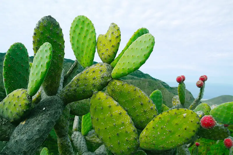 Prickly pear cactus without spines