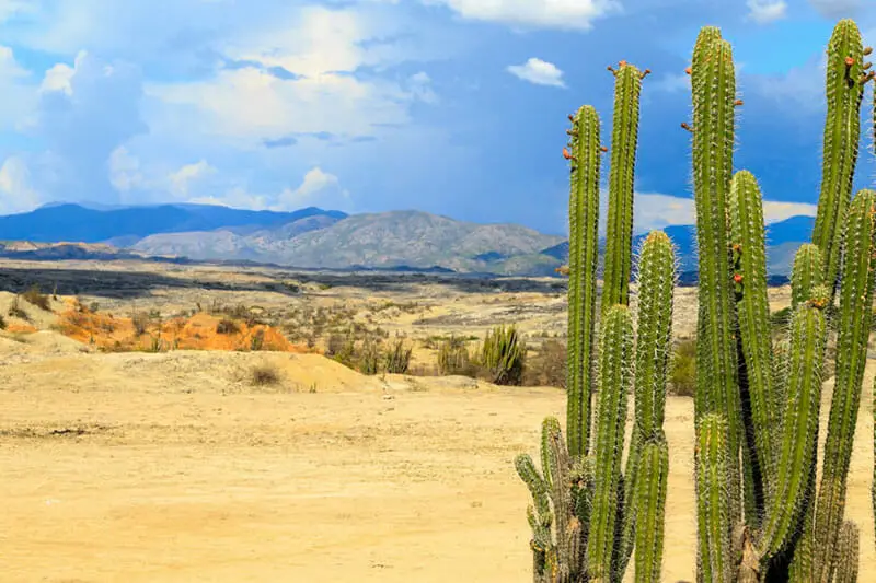 Green cacti in the tatacoa desert