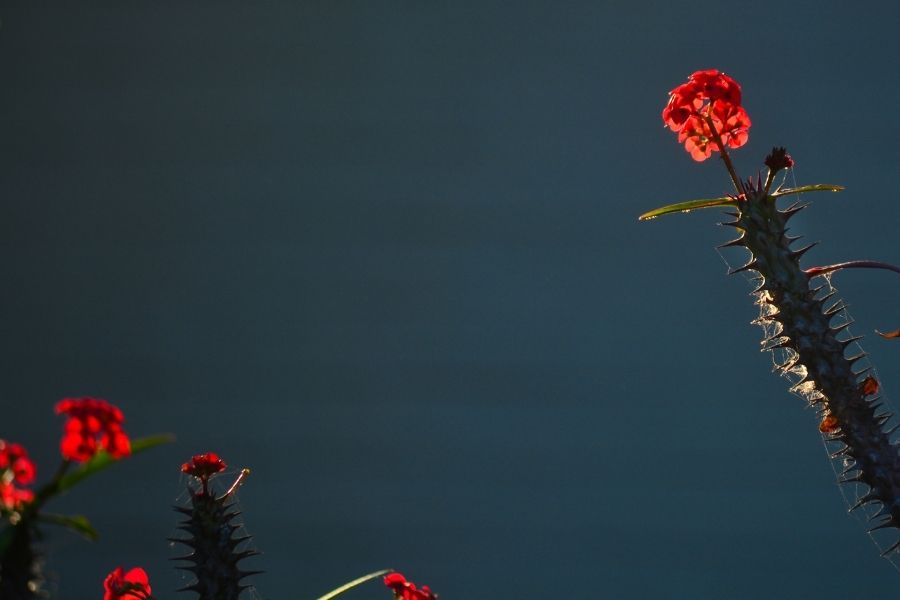 euphorbia cactus