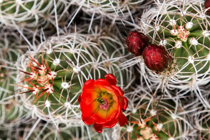 Echinocereus engelmannii