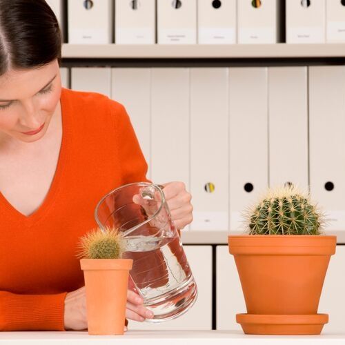 woman watering a mammillaria cactus