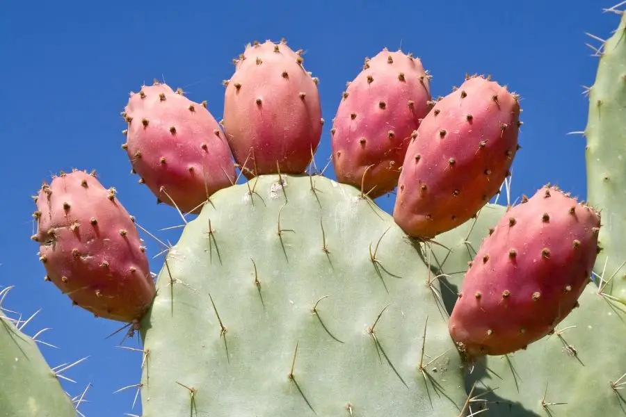 How to Plant Prickly Pear Cactus - Back Gardener