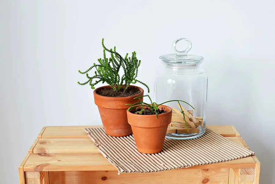 green rhipsalis mistletoe cacti plants in pots