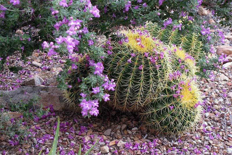 barrel cactus in a flower field