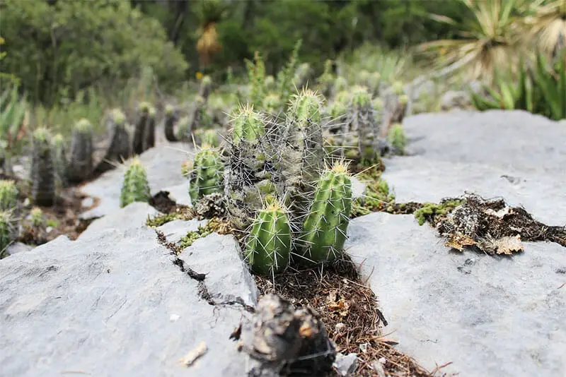 cacti growing in a rock crack