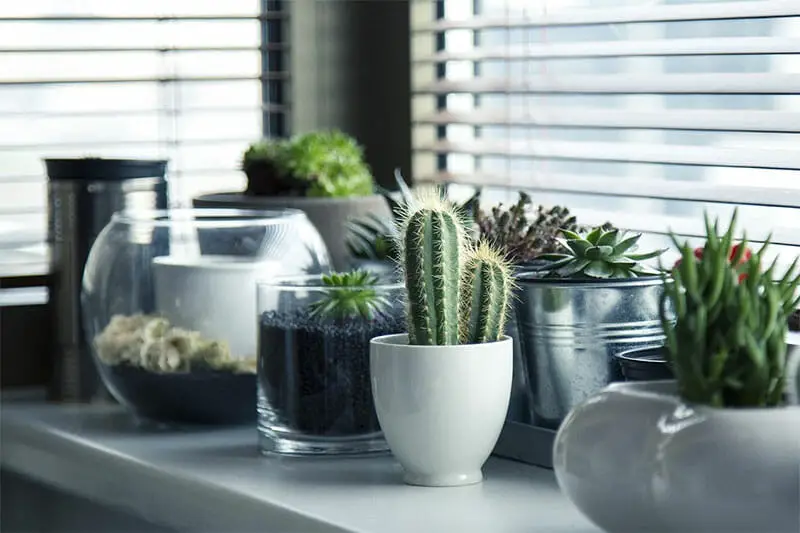 cacti next to a window