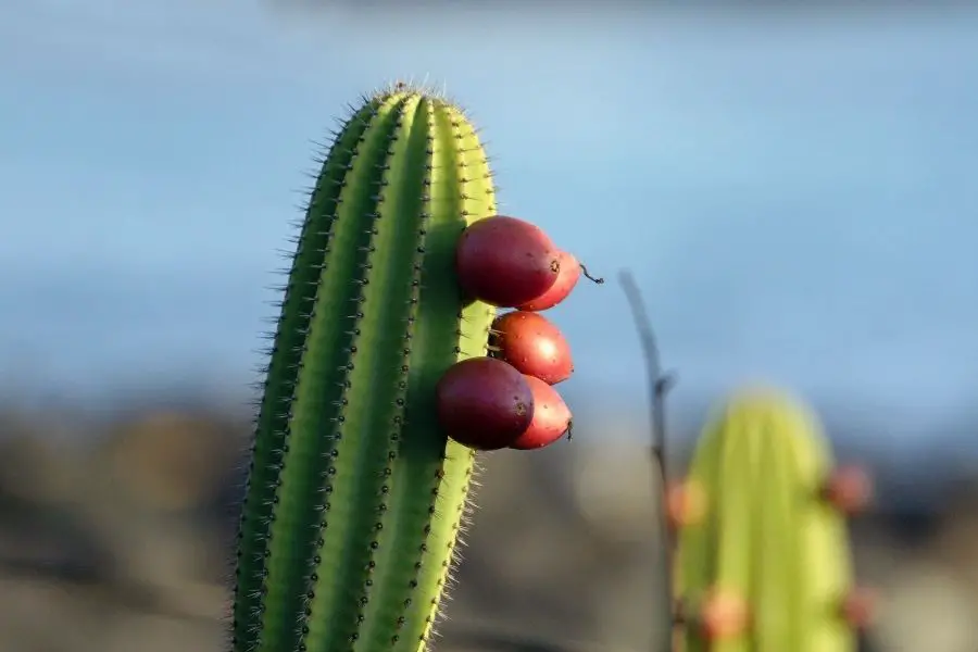 cactus fruits