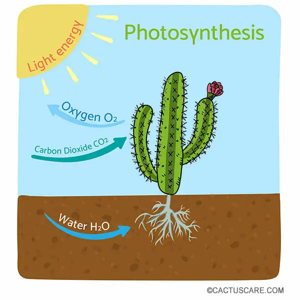 Illustration showing a cactus performing photosynthesis