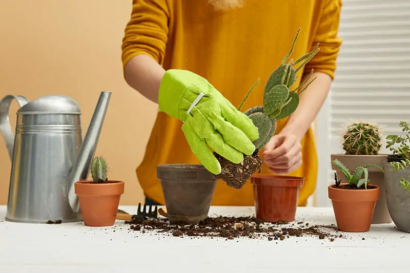 Woman switching a cactus soil