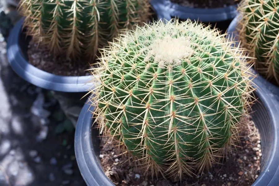 cereus hexagonus cactus plant