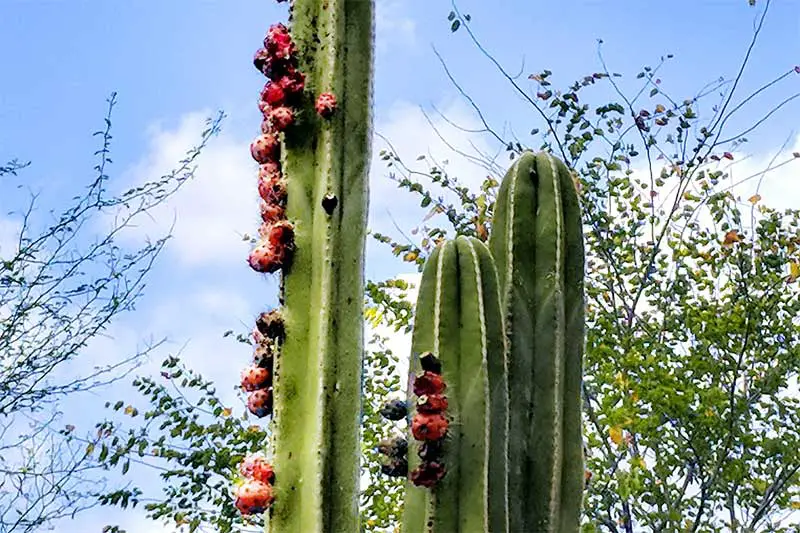 cereus peruvianus cactus in the desert