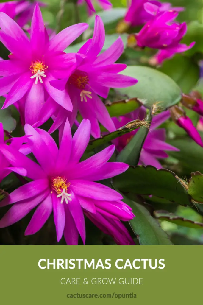 christmas cactus care sheet image