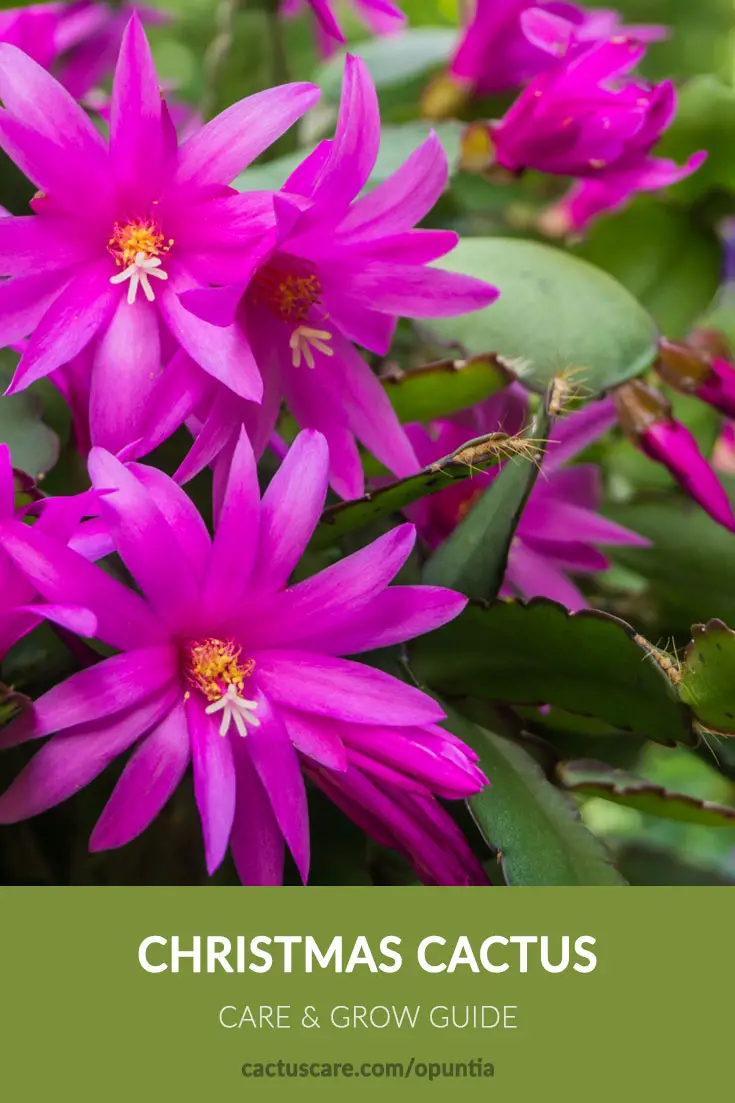 christmas-cactus-care-grow-complete-guide-cactuscare