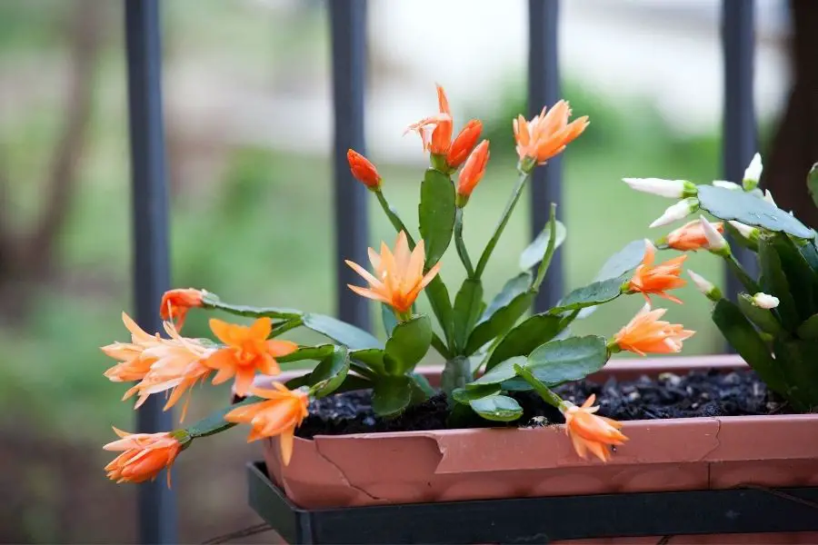 Christmas Cactus Care Grow Complete Guide Cactuscare