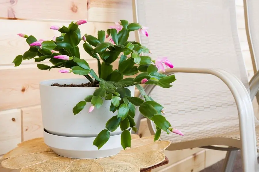 How To Take Care Of A Christmas Cactus 