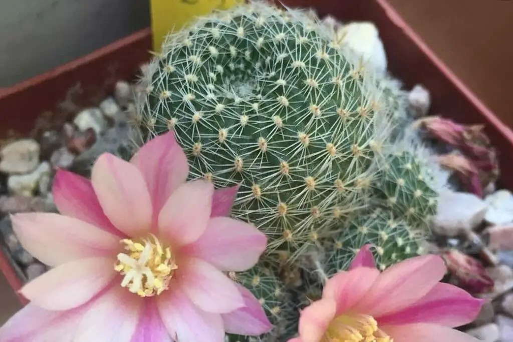crown cactus flowering