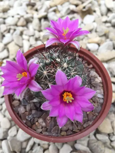 Mammillaria schumannii