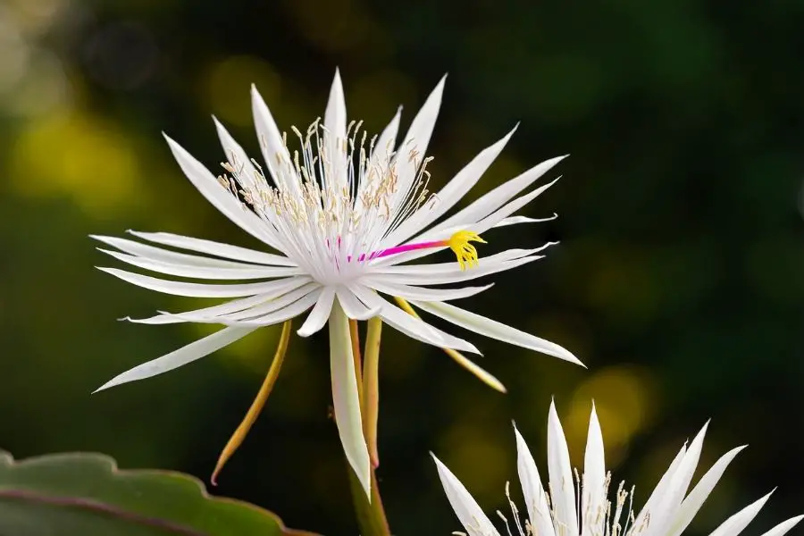 epiphyllum hookeri flower