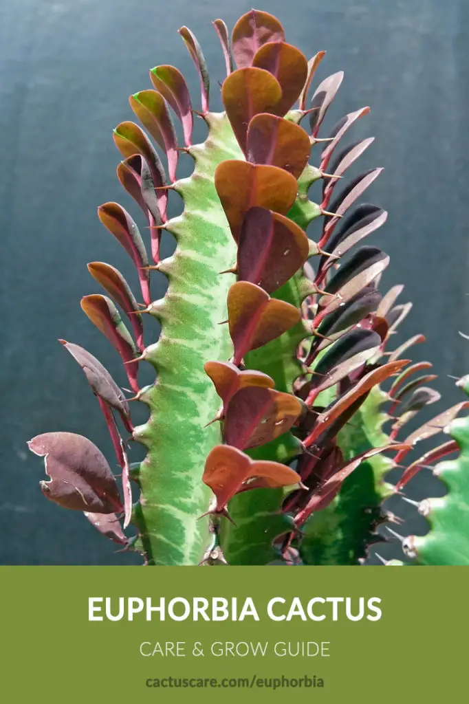 Euphorbia cactus care sheet image