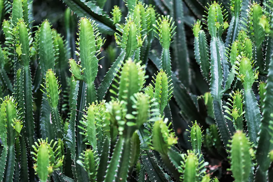 euphorbia cactus