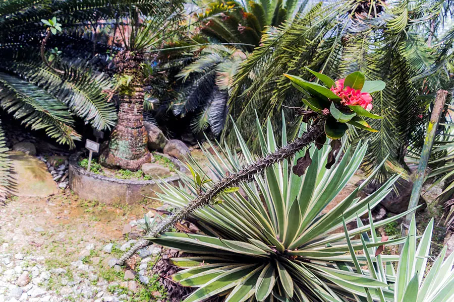 euphorbia milii in an african botanical garden