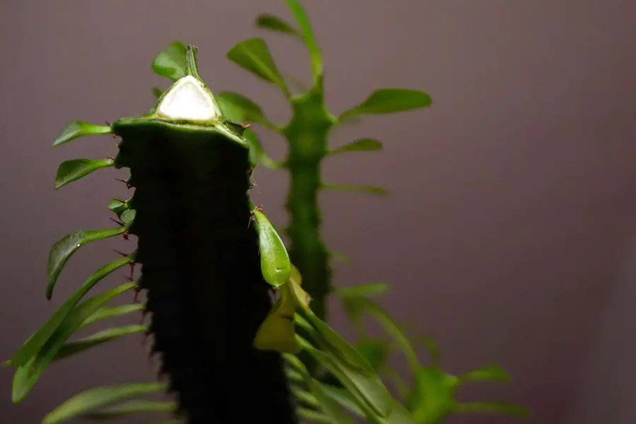 Mily white sap on an euphorbia trigona cutting stem