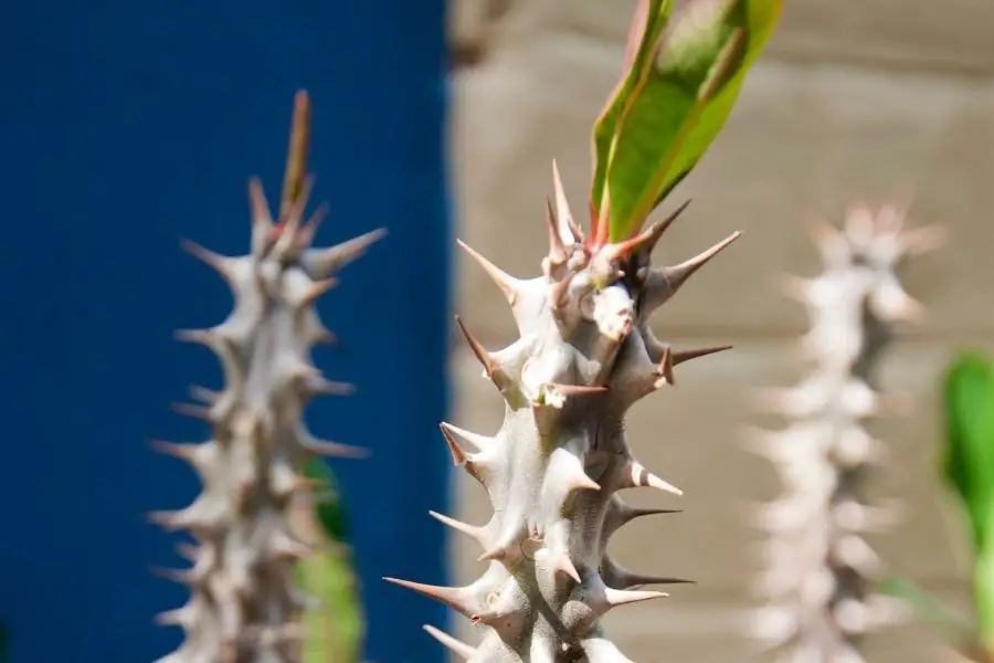 branch of euphorbia trigona