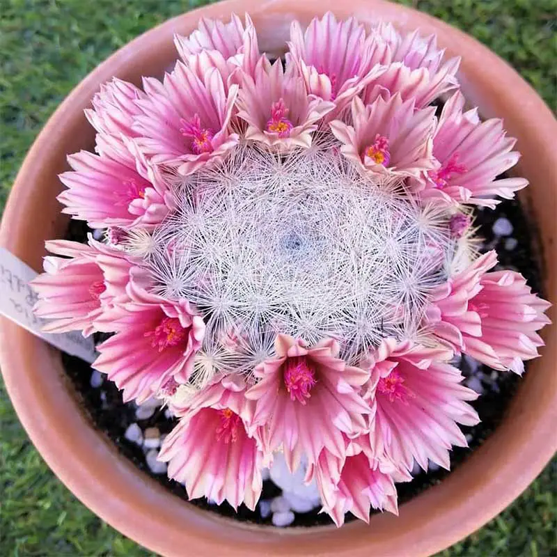 Mammillaria Cactus Care & Grow (Complete Guide) - CactusCare