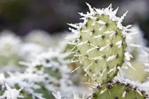 Frozen prickly pear with snow on top