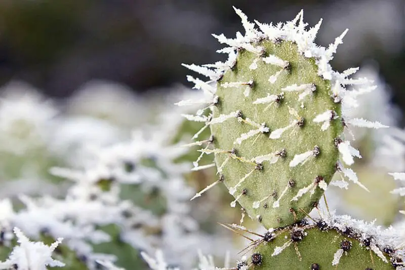 Can A Cactus Survive A Freeze Protection Tips Cactuscare