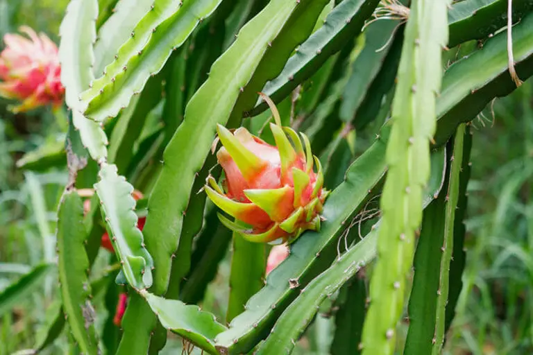 Are Cacti Edible 5 Types Of Cactus You Can Eat Cactuscare 5976