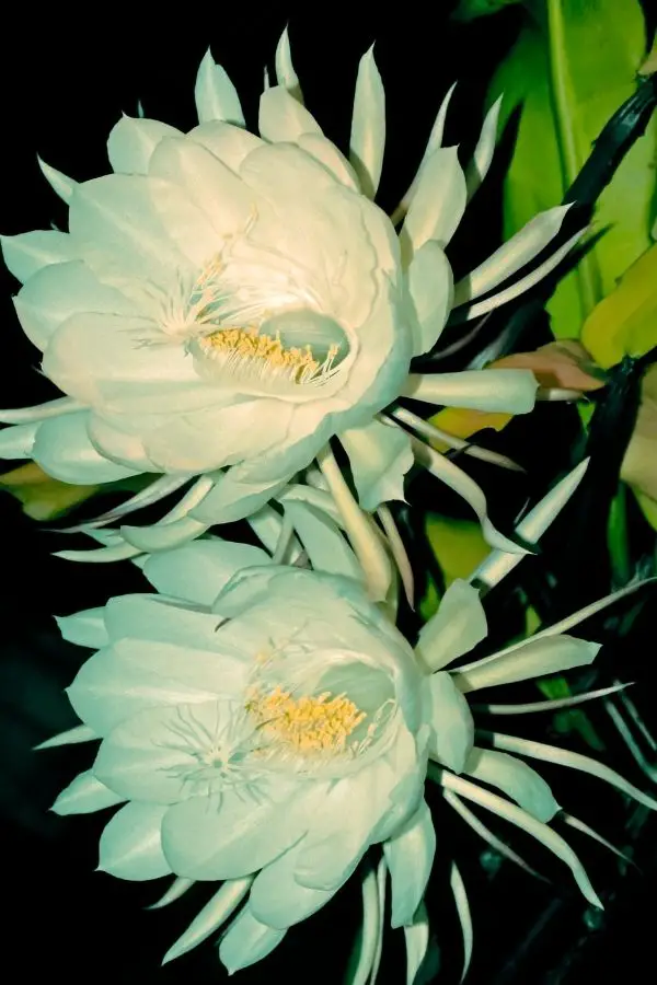 Hylocereus Undatus cactus