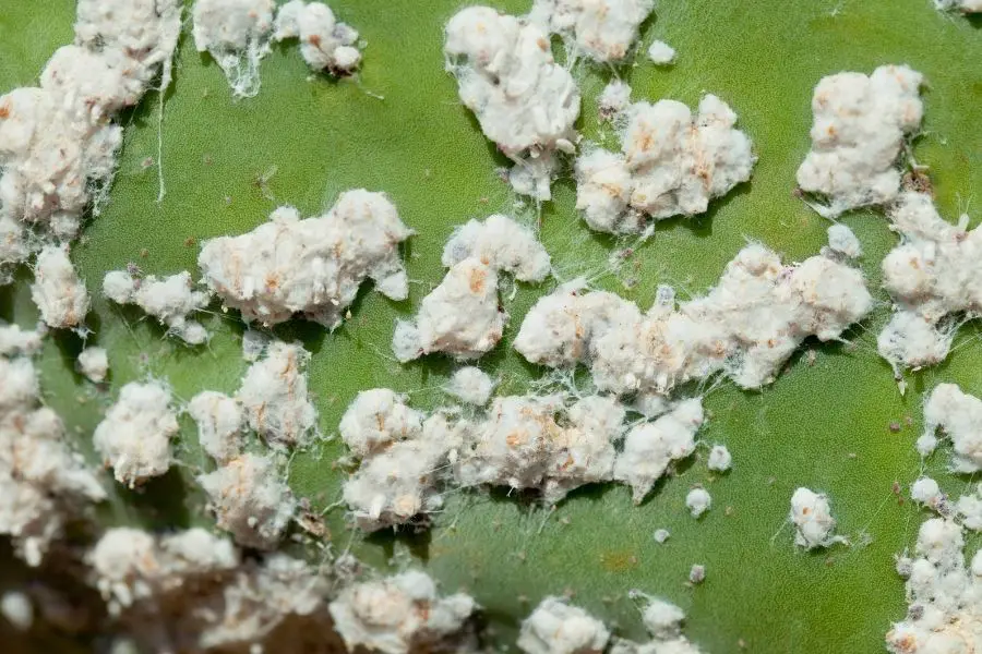 mealybugs infesting a cactus pad