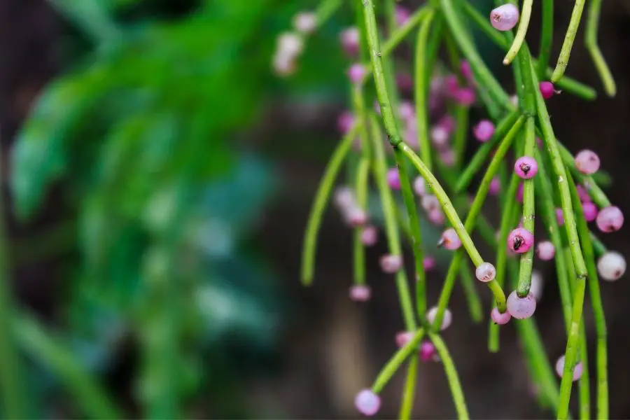 mistletoe cactus berries