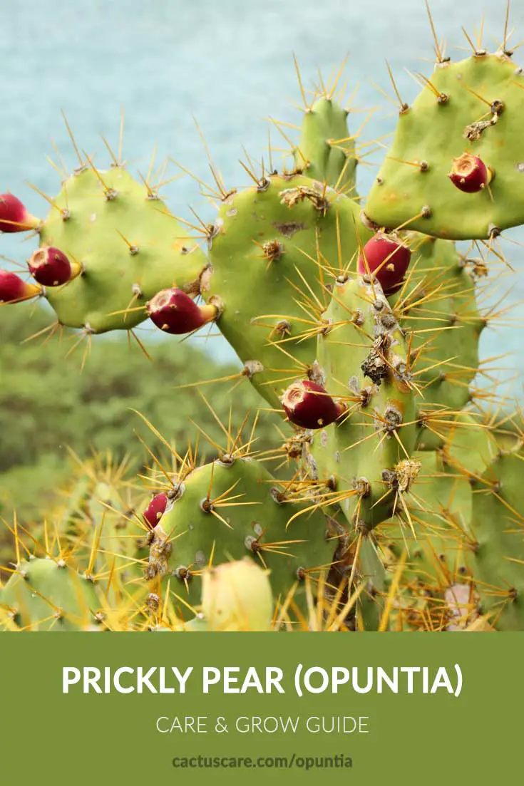 Prickly Pear (Opuntia) Cactus Care & Grow Guide - CactusCare