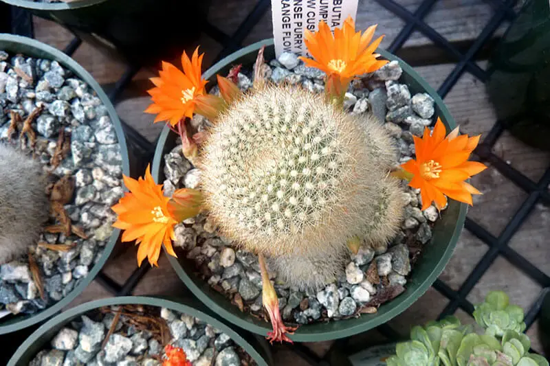 Rebutia muscula