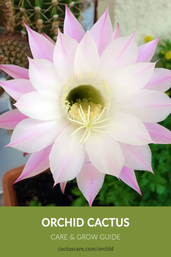 orchid cactus care sheet image
