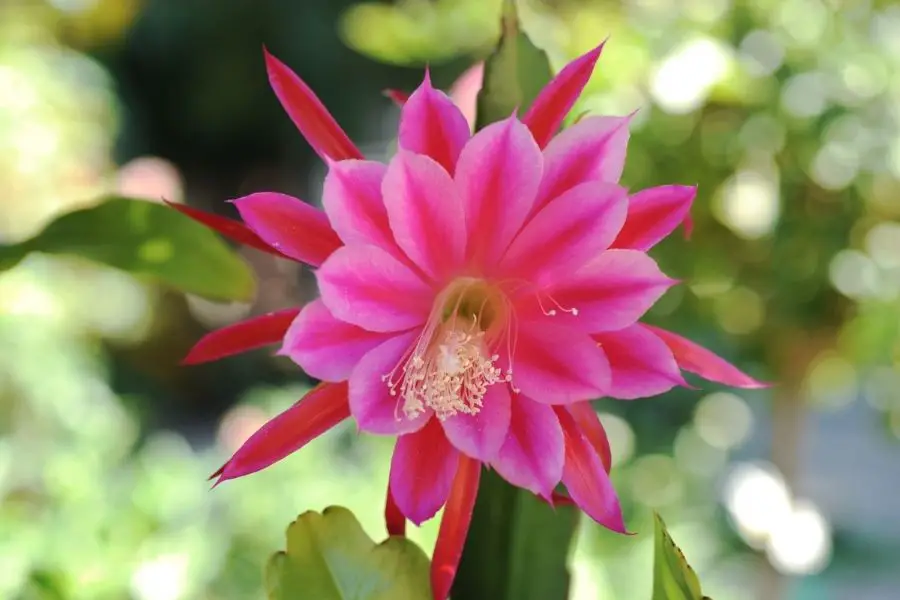 Orchid Cactus Care & Grow (Complete Guide) - CactusCare