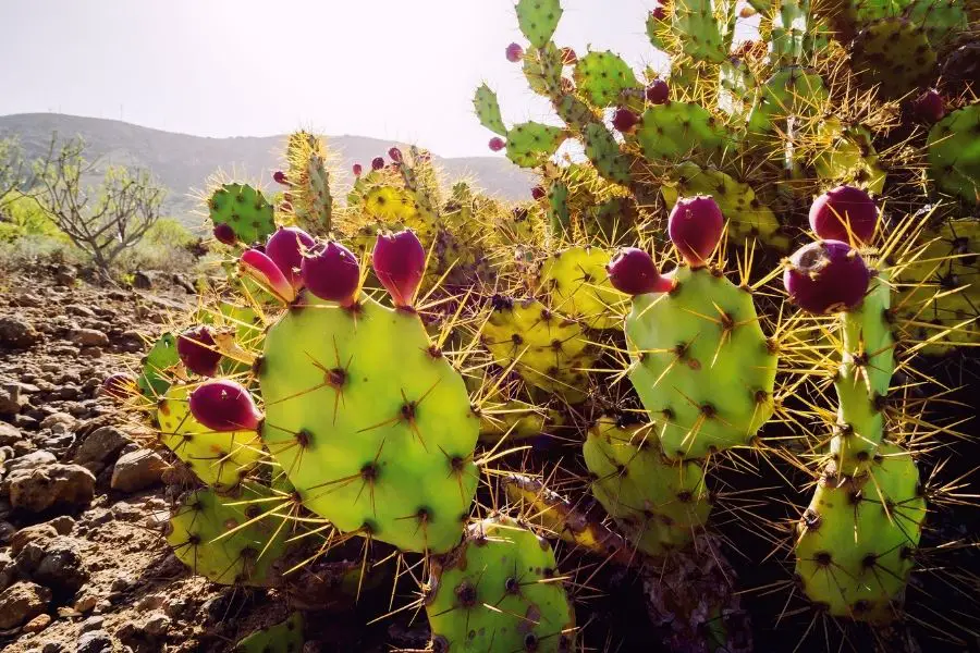 opuntia cacti outdoors