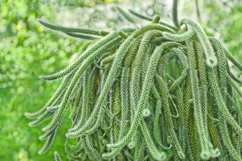 Rat tail cactus potted outdoors