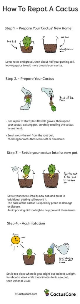 repotting a cactus