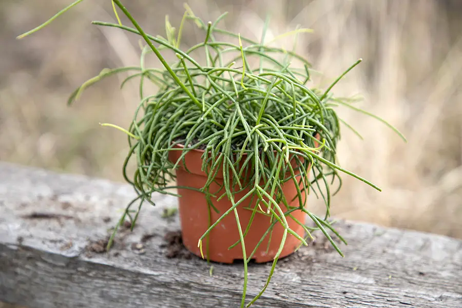 rhipsalis cactus in a pot