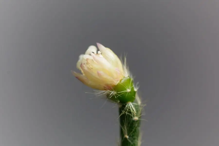 rhipsalis flower