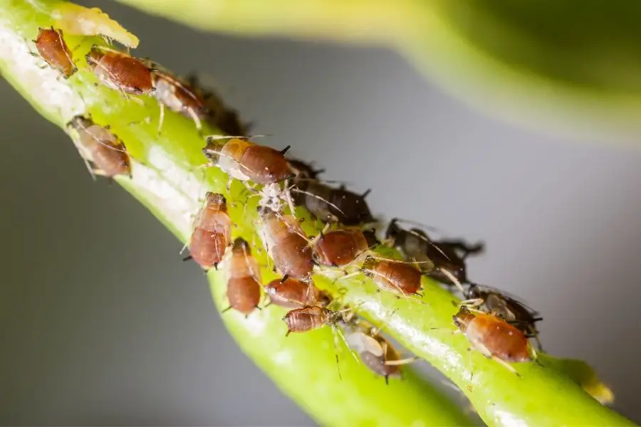 colony of scale insect pests